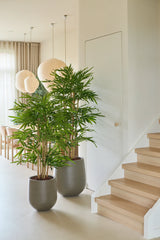 Deux plantes en pot de bambou artificiel de 120 cm se trouvent à côté d'un escalier en bois clair dans un intérieur clair et moderne avec de grandes fenêtres, des rideaux lumineux, des lanternes rondes en papier et un décor neutre.