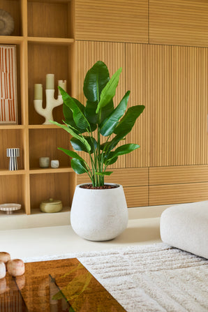 Une grande Plante Artificielle Strelitzia Real Touch Deluxe de 150 cm dans une jardinière blanche se dresse sur un sol clair dans un salon moderne avec des boiseries, des étagères et une décoration aux tons neutres, donnant à cet espace raffiné un aspect élégant et réaliste.