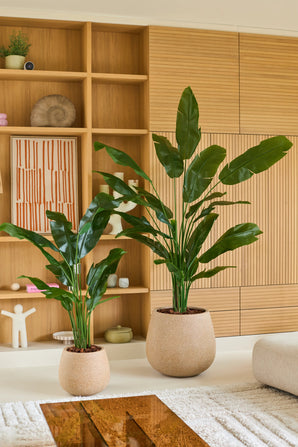 Deux grandes plantes vertes en pot, dont la remarquable plante artificielle Strelitzia Nicolai Deluxe 165 cm, se dressent sur le sol dans un salon moderne avec des étagères et des placards en bois clair, décoré de décorations minimales et d'art abstrait. La plante artificielle tropicale luxuriante Strelitzia Nicolai Deluxe 165 cm ajoute une fraîcheur vive à l'espace tranquille.
