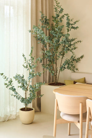 Deux plantes artificielles d'eucalyptus artificiel de 150 cm, placées à côté de rideaux transparents et de murs beiges, associées à une table à manger et des chaises en bois clair dans un intérieur minimaliste et moderne.