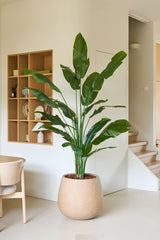 Une plante artificielle Strelitzia Nicolai Deluxe mesurant 210 cm avec de longues feuilles vertes se trouve à côté d'une chaise en bois dans une pièce moderne et minimaliste avec des murs blancs, des étagères en bois et un escalier en arrière-plan. Cette plante artificielle tropicale donne à l'espace contemporain une touche d'élégance naturelle.