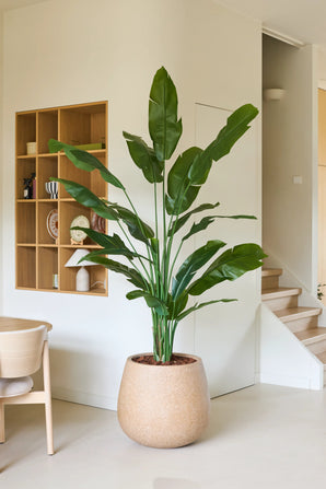 Une plante artificielle Strelitzia Nicolai Deluxe mesurant 210 cm avec de longues feuilles vertes se trouve à côté d'une chaise en bois dans une pièce moderne et minimaliste avec des murs blancs, des étagères en bois et un escalier en arrière-plan. Cette plante artificielle tropicale donne à l'espace contemporain une touche d'élégance naturelle.