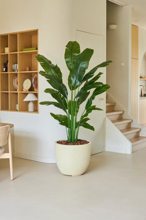 La plante artificielle Strelitzia Nicolai Deluxe 180 cm se dresse majestueusement dans un pot beige et constitue un bel ajout à un espace de vie moderne et minimaliste avec des murs clairs, un escalier en bois et une étagère murale décorée d'objets décoratifs — parfait pour apporter une ambiance de vacances tropicales dans votre maison.