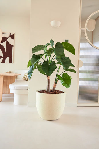 La plante artificielle Alocasia de 120 cm, avec ses grandes feuilles luxuriantes et ses tiges épaisses, se dresse dans une pièce lumineuse et moderne au décor minimaliste, avec un miroir rond et une décoration murale abstraite en arrière-plan.