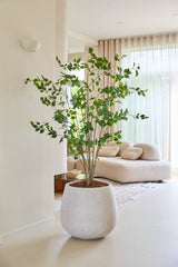 Le ficus artificiel de 180 cm, avec ses feuilles vertes luxuriantes, se dresse fièrement sur un sol clair dans un salon moderne et lumineux avec un canapé blanc, un tapis moelleux et des rideaux translucides laissant passer la lumière naturelle.