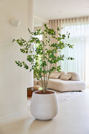 Le ficus artificiel de 180 cm, avec ses feuilles vertes luxuriantes, se dresse fièrement sur un sol clair dans un salon moderne et lumineux avec un canapé blanc, un tapis moelleux et des rideaux translucides laissant passer la lumière naturelle.