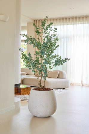 La Plante Artificielle Eucalyptus 180 cm trône sur un sol clair dans un salon moderne et minimaliste avec des meubles beiges, de grandes fenêtres et des rideaux translucides qui assurent que la pièce soit baignée de lumière naturelle.