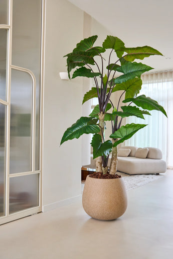 La plante artificielle Alocasia de 240 cm, avec ses larges feuilles vertes, trône en bonne place dans un salon lumineux et moderne avec un canapé de couleur claire, des rideaux translucides et une décoration minimaliste.