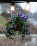 De Kunstbegonia paars in mand UV 70cm is een hanging basket met levendige paarse kunstbegonia's met groene bladeren, perfect voor buiten. Het arrangement voegt kleur en charme toe onder warme gloeilampen.