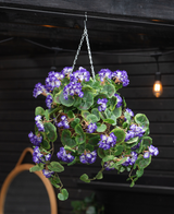 De Kunstbegonia paars in mand UV 70cm hangt aan een ketting en toont weelderige groene bladeren en levendige paarse en witte bloemen. Daarachter maken een donkere houten wand en een gloeiende lamp het tafereel compleet.