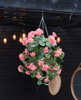 De Kunstbegonia roze in mand UV 70cm, met weelderige groene bladeren en roze bloemen, hangt aan een ketting. Warme strijklichtjes en een ronde spiegel accentueren de donkere houten achtergrond.