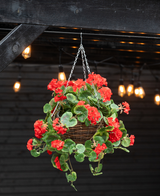 De Kunstbegonia Rood in Mand UV 70cm heeft levendige rode kunstbegonia's en weelderige groene bladeren in een hangende mand, perfect om kleur toe te voegen onder warme strijklichtjes binnen of buiten.