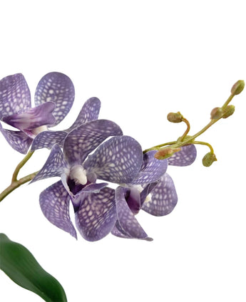 Een close-up van de Kunst Ascocenda 50 cm paars orchidee toont paarse bloemblaadjes met witte spikkels, meerdere bloesems en groene knoppen op een slanke stengel tegen een witte achtergrond.