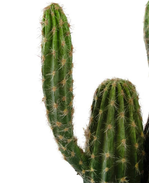 Un gros plan du cactus artificiel de 62 cm, avec plusieurs bras verts verticaux avec des épines blanches pointues, sur un fond blanc uni.