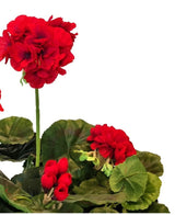Le géranium artificiel rouge de 40 cm a des fleurs artificielles rouge vif avec des feuilles rondes vertes luxuriantes sur un fond blanc - des plantes artificielles idéales pour ajouter des couleurs vives à votre intérieur.