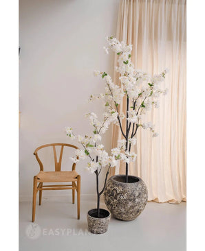 Une pièce minimaliste avec une chaise en bois, des rideaux beiges et deux fleurs de cerisier artificielles de 120 cm blanches avec des fleurs blanches dans un pot - l'une dans un pot gris avec structure et l'autre dans un pot noir.
