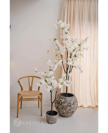 Une pièce minimaliste avec une chaise en bois, des rideaux beiges et deux fleurs de cerisier artificielles de 120 cm blanches avec des fleurs blanches dans un pot - l'une dans un pot gris avec structure et l'autre dans un pot noir.