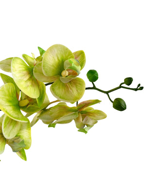Un gros plan de l'orchidée artificielle Real Touch 60 cm verte montre des fleurs d'orchidées vert clair et jaunes avec quelques bourgeons non ouverts sur la tige, sur un fond blanc.