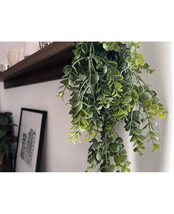 Un gros plan de la plante suspendue Art Pancake 61 cm avec des vrilles de feuilles vertes suspendues à une planche de bois sombre, encadrées par un dessin architectural en noir et blanc sur un mur blanc en arrière-plan.