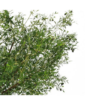 L'olivier artificiel de 270 cm avec des olives a des feuilles vertes étroites et des olives foncées, ce qui en fait la plante artificielle parfaite pour apporter un look élégant d'olivier à votre espace.