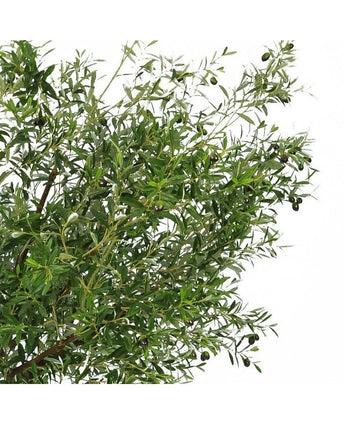 L'olivier artificiel de 270 cm avec des olives a des feuilles vertes étroites et des olives foncées, ce qui en fait la plante artificielle parfaite pour apporter un look élégant d'olivier à votre espace.