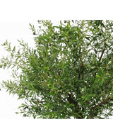 Gros plan d'un olivier artificiel luxuriant de 270 cm avec des branches d'olivier aux feuilles minces et des olives noires - des plantes artificielles idéales pour tous ceux qui veulent un olivier à l'intérieur, présenté sur un fond blanc.