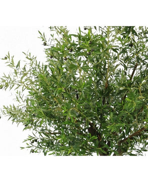 Gros plan d'un olivier artificiel luxuriant de 270 cm avec des branches d'olivier aux feuilles minces et des olives noires - des plantes artificielles idéales pour tous ceux qui veulent un olivier à l'intérieur, présenté sur un fond blanc.