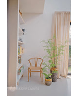 Dans une pièce lumineuse, une chaise en bois, une bibliothèque et trois plantes vertes en pot - dont la remarquable fougère artificielle de 120 cm - sont disposées près d'une fenêtre au sol avec des rideaux beiges. L'espace rayonne de paix et de minimalisme, parfait pour utiliser de belles plantes d'intérieur ou une plante artificielle élégante comme la fougère artificielle de 120 cm.