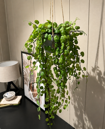 Plante artificielle suspendue, plante succulente dans un pot de haute qualité