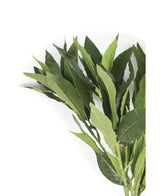 La Feuille de Laurier Artificielle 50 cm verte a des feuilles vertes fraîches sur des branches sur un fond blanc, ce qui la rend parfaite pour ajouter l'élégance des fleurs artificielles à n'importe quel décor.