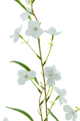 Un gros plan de la fleur artificielle Alstroemeria Real Touch White 100 cm montre la délicate tige verte, les feuilles fines et les petites fleurs blanches sur un fond blanc uni.