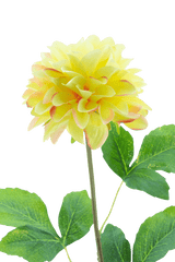 De Kunstbloem Dahlia Real Touch Champagne 73 cm heeft een levensechte champagnekleurige dahlia op een lange groene steel met grote bladeren, tegen een effen witte achtergrond.