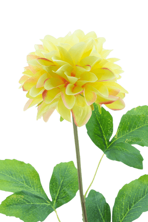 De Kunstbloem Dahlia Real Touch Champagne 73 cm heeft een levensechte champagnekleurige dahlia op een lange groene steel met grote bladeren, tegen een effen witte achtergrond.