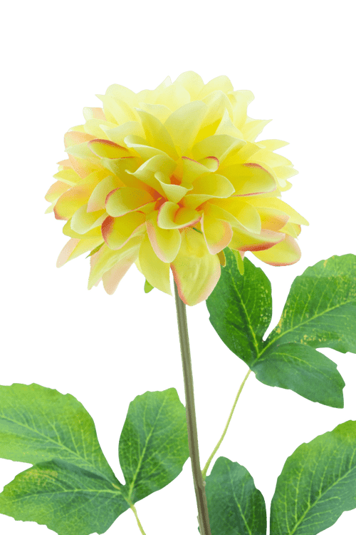 La Fleur Artificielle Dahlia Real Touch Champagne 73 cm présente un dahlia réaliste de couleur champagne sur une longue tige verte avec de grandes feuilles, sur un fond blanc uni.