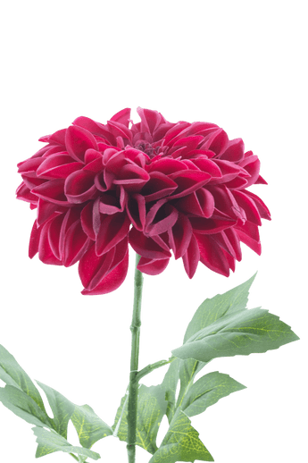 Een levensechte Kunstbloem Dahlia Real Touch Paars, 72 cm hoog, met gelaagde paarse bloemblaadjes en groene bladeren op een enkele steel, tegen een effen witte achtergrond.