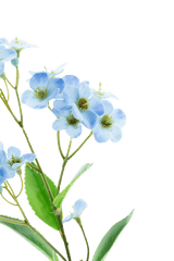 Gros plan de la fleur d'orchidée artificielle Real Touch Blue 50 cm, avec de délicates orchidées bleu clair au cœur jaune-vert et aux feuilles vertes sur un fond blanc uni.