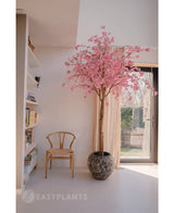 L'arbre rose en fleurs de cerisier artificiel de 240 cm aux fleurs roses est situé près d'une fenêtre dans une pièce lumineuse et moderne. Une chaise en bois se trouve à proximité, avec des étagères à gauche et la lumière du soleil traverse les rideaux transparents.