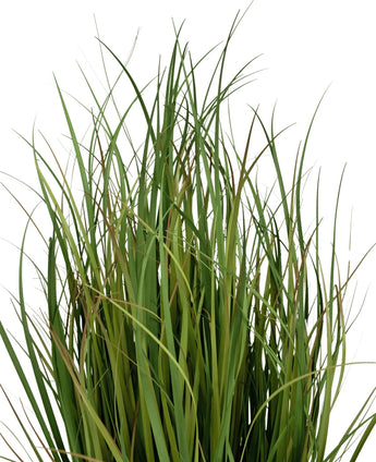 Le gazon artificiel Dogtail Onion Grass Bran 90 cm, ignifuge, possède de longues et fines tiges vertes avec des points bruns ici et là, qui se détachent sur un fond blanc.