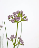 Un gros plan du pot de gazon artificiel, fleur de poireau, oignon, 60 cm, avec ses bouquets réalistes de fleurs violet clair et sa longue tige verte, sur un fond blanc uni.