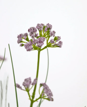 Un gros plan du pot de gazon artificiel, fleur de poireau, oignon, 60 cm, avec ses bouquets réalistes de fleurs violet clair et sa longue tige verte, sur un fond blanc uni.