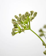 Gros plan du Pot de Gazon Artificiel Poireau Fleur Oignon 60 cm ignifuge, montrant la tige verte et les bouquets de petites fleurs vert clair sur un fond blanc uni, en mettant l'accent sur la partie supérieure pour souligner les détails délicats.