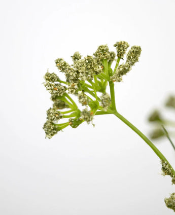 Gros plan du Pot de Gazon Artificiel Poireau Fleur Oignon 60 cm ignifuge, montrant la tige verte et les bouquets de petites fleurs vert clair sur un fond blanc uni, en mettant l'accent sur la partie supérieure pour souligner les détails délicats.
