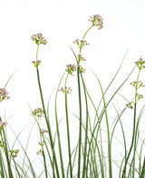 De Kunstgras Prei Bloem Uien Graspot 120cm heeft hoge, slanke groene stelen met trossen lichtroze bloemen en grasachtige bladeren. Deze kunstplant is brandvertragend en wordt geleverd in een strakke pot voor een natuurlijke uitstraling.
