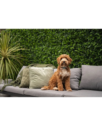 Un petit chien bouclé brun-blanc est assis sur un canapé d'extérieur gris avec des coussins verts et gris, devant un mélange de tapis de haie artificielle luxuriante de 50x50 cm et une plante en pot.