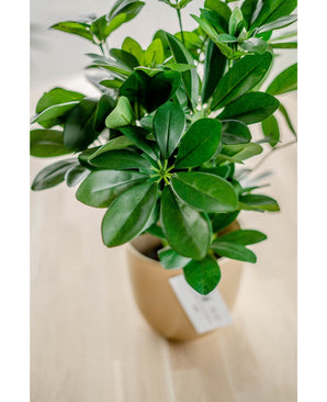 Gros plan de la plante artificielle Baby Schefflera UV 45 cm, aux feuilles larges et brillantes dans un pot beige avec une étiquette blanche, exposée sur une surface en bois clair.