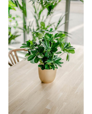 La Plante Artificielle Baby Schefflera UV 45 cm, avec ses larges feuilles vertes, se dresse en pot sur une table en bois clair à l'intérieur, baignée par la lumière naturelle des grandes fenêtres et entourée d'autres plantes luxuriantes.