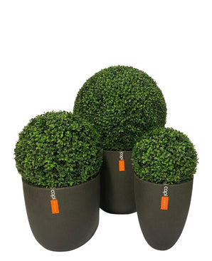 La plante Buis Artificiel style romain UV D55cm est une topiaire en buis artificiel dans un pot gris foncé avec une petite étiquette orange sur fond blanc.