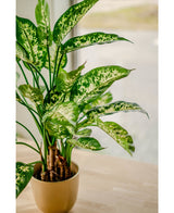 La plante artificielle Dieffenbachia UV 75 cm, aux feuilles colorées blanches et vert clair, se dresse dans une jardinière élégante sur une table en bois clair près de la fenêtre, baignée d'une douce lumière naturelle.