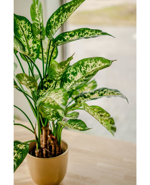 La plante artificielle Dieffenbachia UV 75 cm, aux feuilles colorées blanches et vert clair, se dresse dans une jardinière élégante sur une table en bois clair près de la fenêtre, baignée d'une douce lumière naturelle.