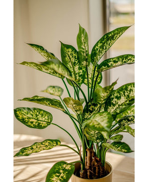 La Plante Artificielle Dieffenbachia UV 75 cm, aux feuilles vertes aux motifs jaune clair et blancs, est placée dans des pots décoratifs sur une table baignée de soleil près de la fenêtre.